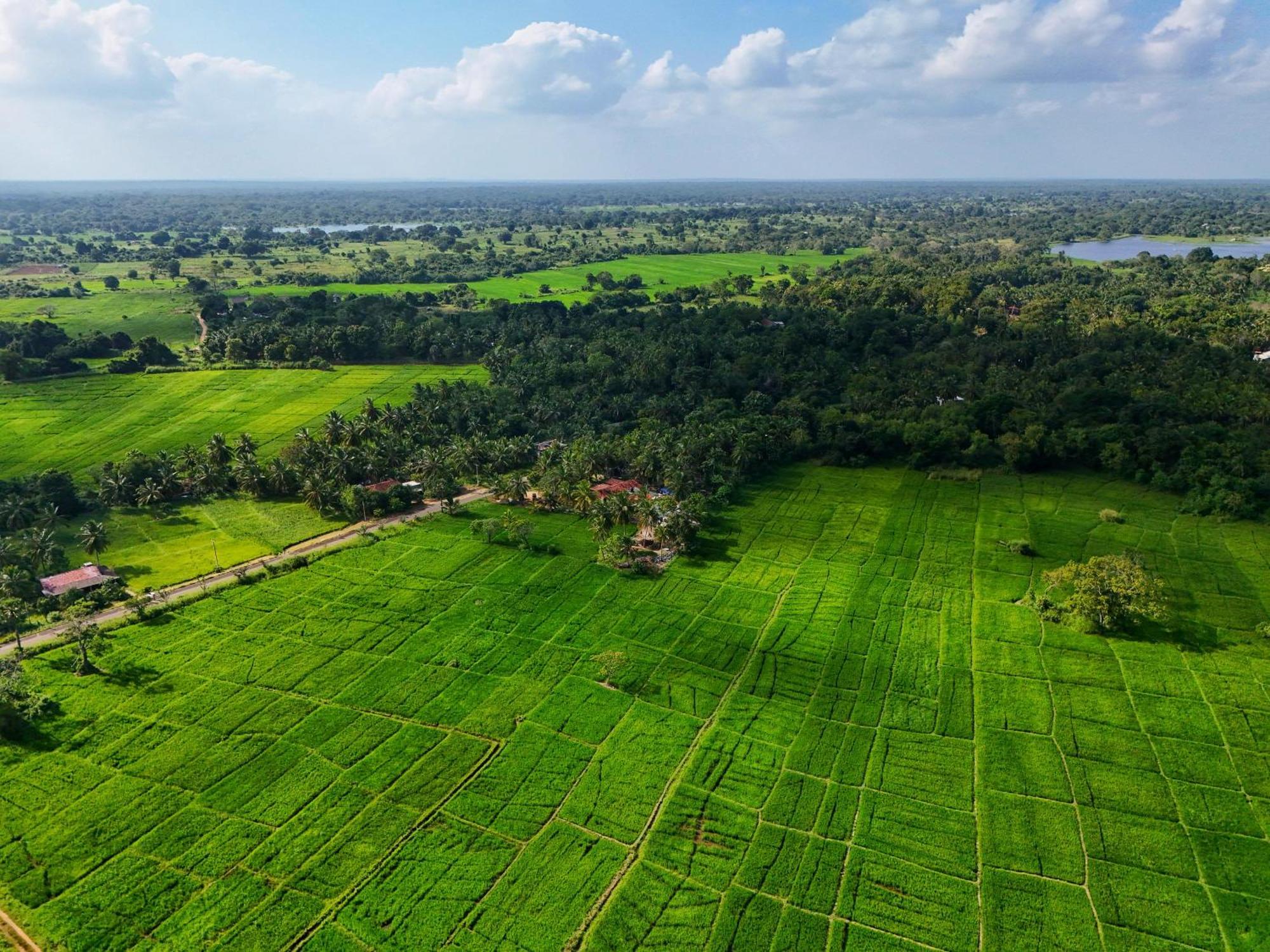Green Sapphire Holiday Resort Wilpaththu Wilpattu Extérieur photo