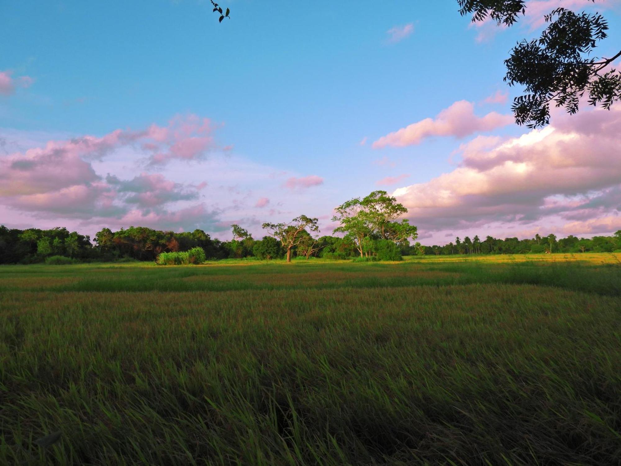 Green Sapphire Holiday Resort Wilpaththu Wilpattu Extérieur photo